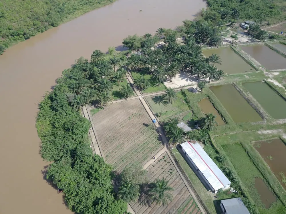 Vue aérienne d’une exploitation agricole en bord de rivière : parcelles cultivées, palmeraie, bassins piscicoles et bâtiment d’exploitation.
